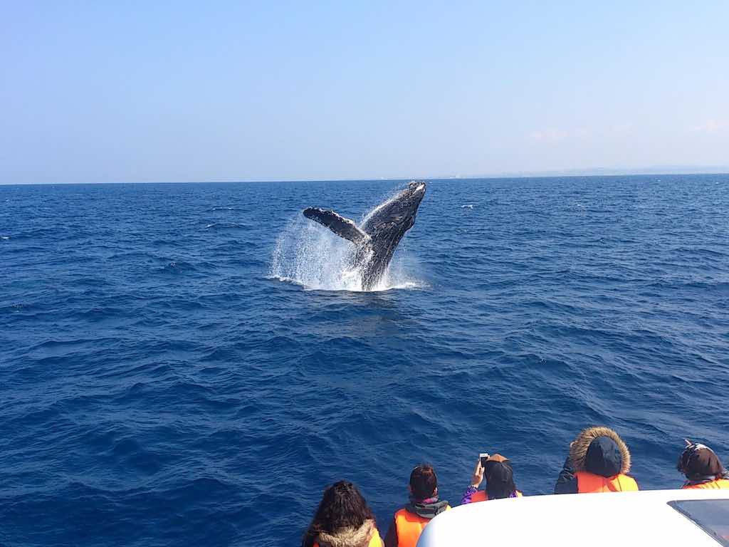 冬期限定沖縄ホエールウォッチング 2